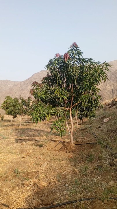 منظور سوال ہوے