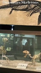 Dinosaurs Skeletons a UW–Madison Geology Museum Madison, WI 2024