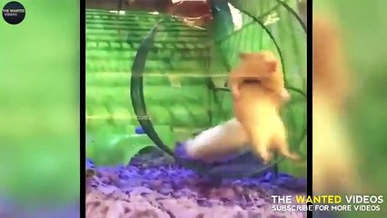 FUNNIEST ANIMAL MOMENT