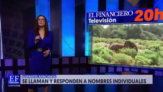 Científicos revelaron que los elefantes africanos responden a nombres individuales