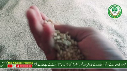 galla mandi ke rates today // 2024 wheat price // today wheat price // sarso munji till rates today