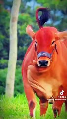 beautiful buffalo wild wings