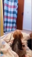 funny_animals_video_#shortvideo_#shorts(360p)