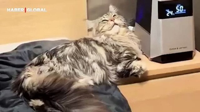 Sıcaktan bunalan kedinin hareketleri viral oldu: Soğutucuya koştu