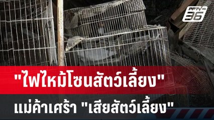 "ไฟไหม้โซนสัตว์เลี้ยง" แม่ค้าเศร้ากว่าเสียเงิน คือ"เสียสัตว์เลี้ยง"  | เที่ยงทันข่าว | 11 มิ.ย. 67
