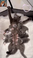 Cat Baby Born| Funny Cat 2024| #funnyshorts #cat #shortvideo #funny #shorts