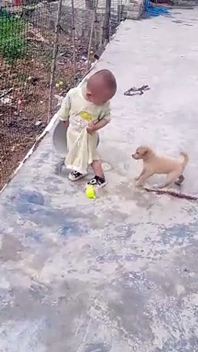 Dog funny video