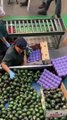 Skilled laborers make it look easy  shorts  shortvideo  video  virals  videoviral  innovationhub