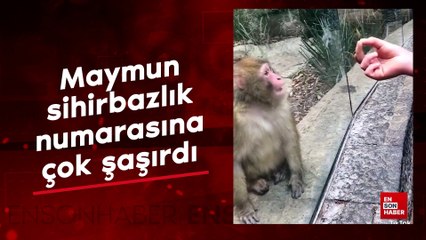 Maymun sihirbazlık numarasına çok şaşırdı