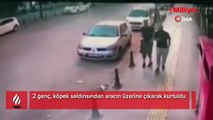 2 genç, köpek saldırısından aracın üzerine çıkarak kurtuldu