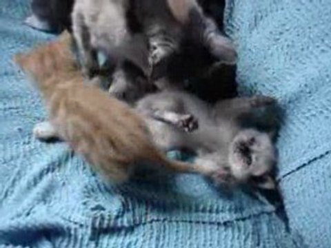 Vidéo des Papillon et Blanco avec leurs chatons