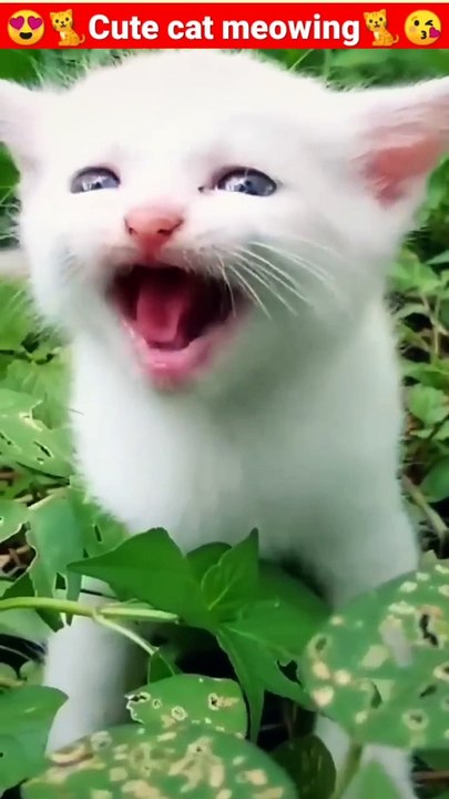 Cat Meowing Cat Sound  Cute Cat Videos #shorts #cat #cats #dog #puppy #catlover #catfunnyshorts