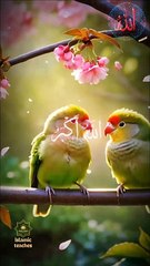 Beautiful  islamic status  Subhanallah 