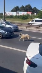 Video herunterladen: Beykoz TEM Otoyolu'nda sahibinden kaçan koyun trafiği birbirine kattı