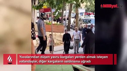 İstanbul’da karga saldırısı! Vatandaşlar kabusu yaşadı