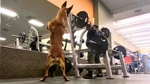 Lustiger Moment: Hund ahmt Herrchen im Fitnessstudio nach und macht Kniebeugen