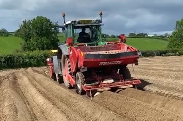 More from AB Potatoes working in the fields at Glasker, Co Down last week