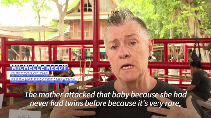 Rare elephant twins born in dramatic birth in Thailand