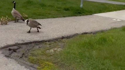 Quack and roll: Goose's attack leads to a wild ride downhill