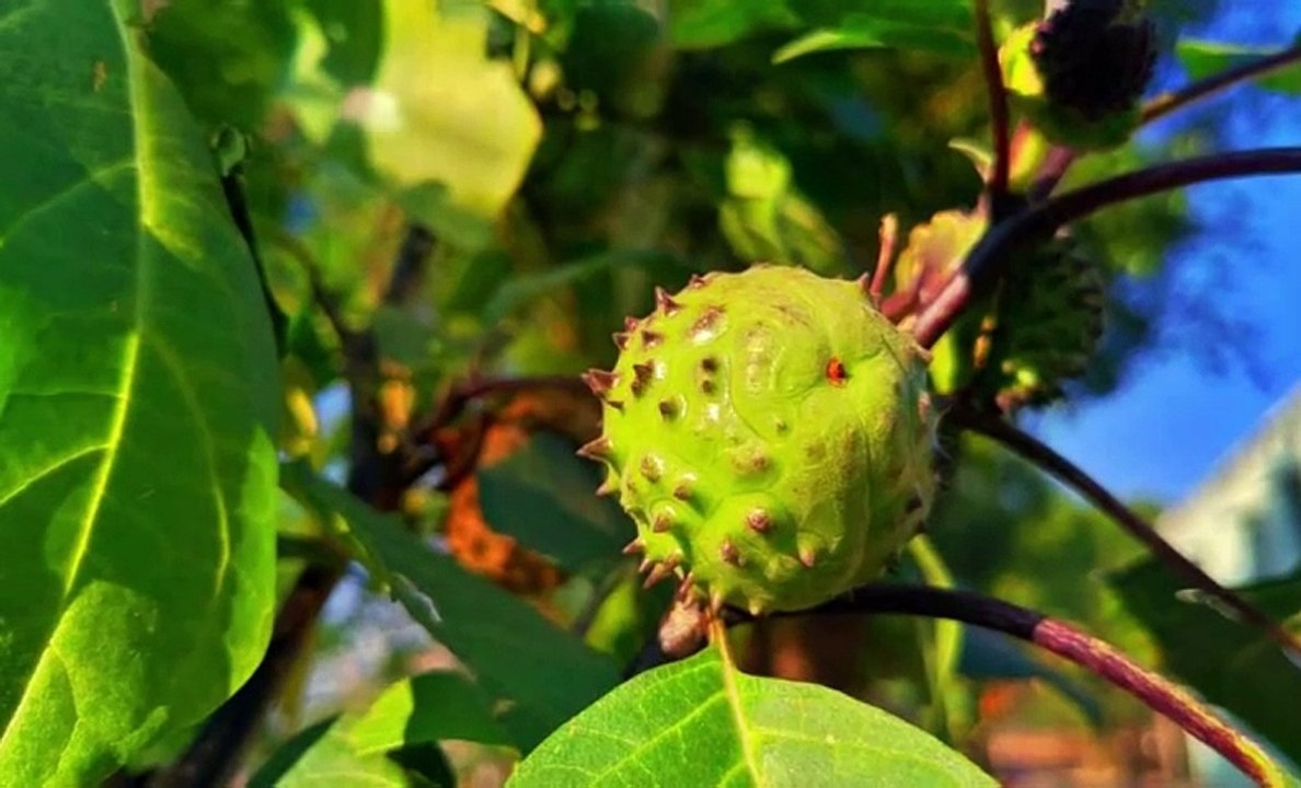 Manfaat-manfaat Buah Kecubung untuk kesehatan - Terbukti manjur