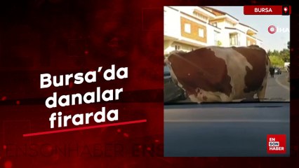 Bursa'da kaçan danalar trafiği birbirine kattı
