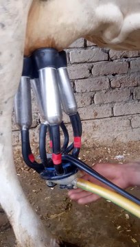 Milking Machine milking cows