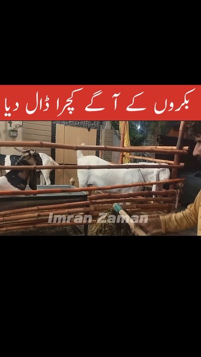 Bakro ke Agay Kachra Dal Dia