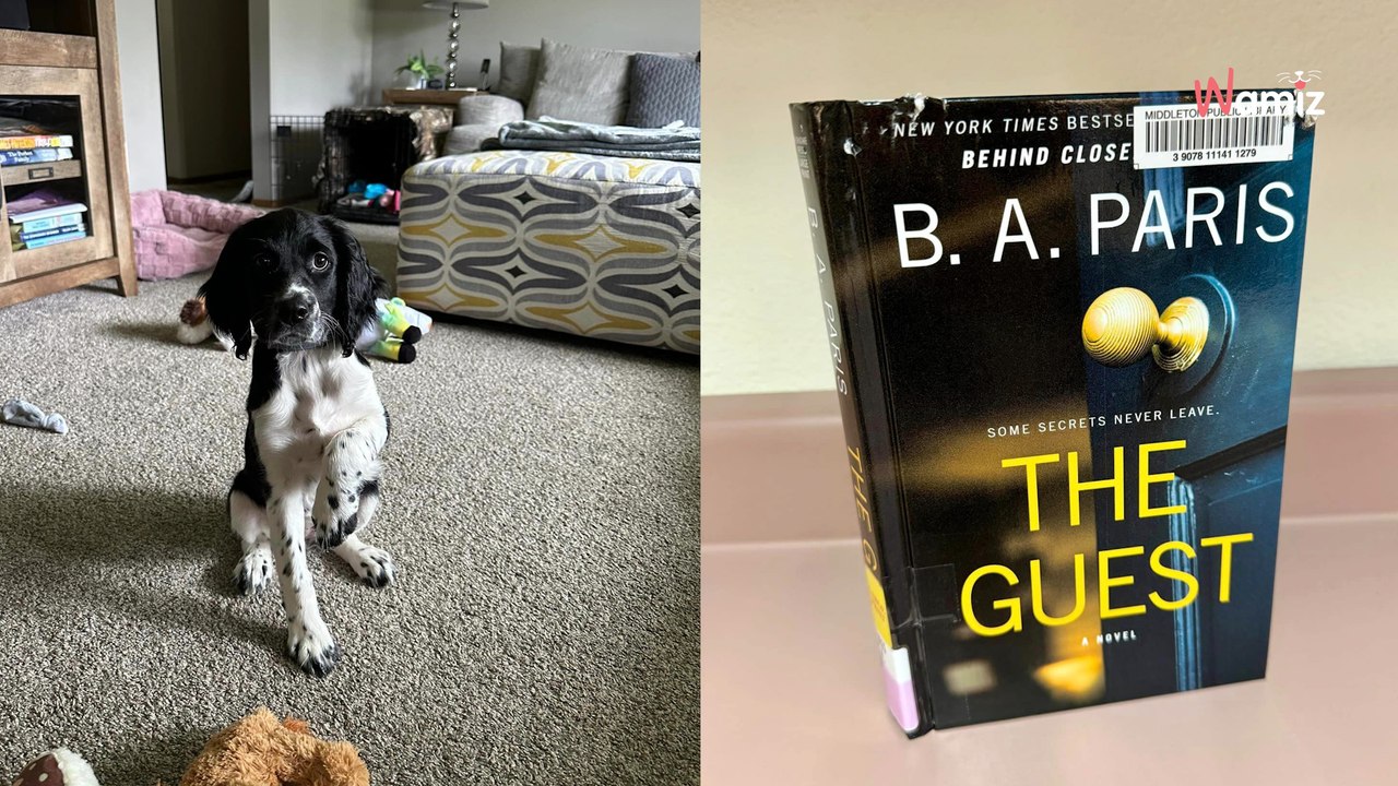 Cette bibliothèque ne facture plus les livres abîmés si vous leur montrez les « mordeurs de livres »