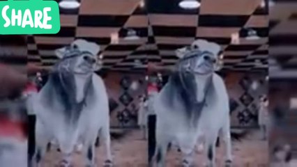 8 Most Expensive Qurbani Bulls in Pakistan