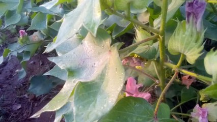 Villagers life Punjab Pakistan