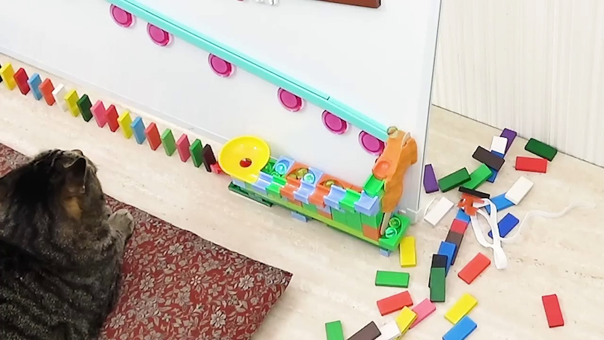 ⁣Funny funny #funny cat #funny dog #funny animals #funny animals video #comedy