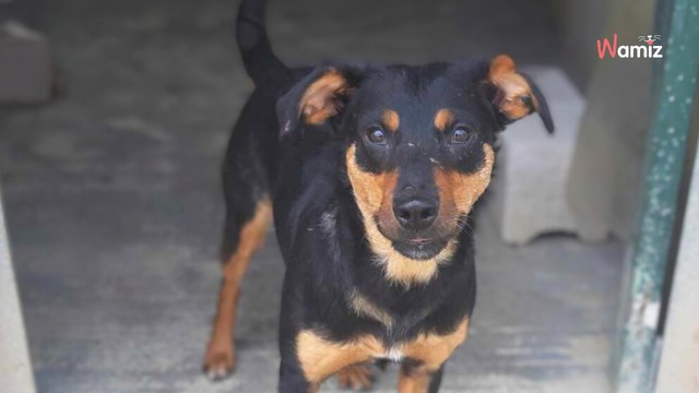 Délivrée de l'enfer, cette chienne aimerait maintenant connaître l'amour qu'elle n'a jamais eu