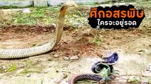 ศึกอสรพิษ งูจงอาง Vs. งูทางมะพร้าว ลุ้นกันระทึกบทสรุปจะเป็นอย่างไร ?