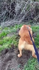 Lonely dog Bear who has spent the last four years in kennels in desperate need of loving home