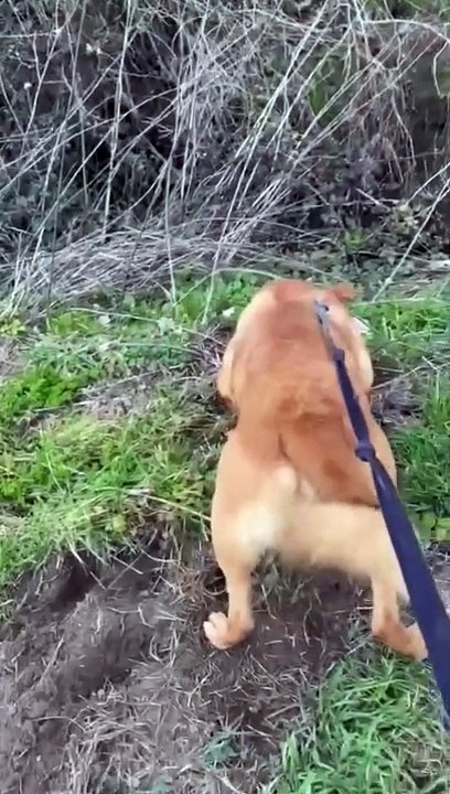 Lonely dog Bear who has spent the last four years in kennels in desperate need of loving home