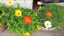 Bee on Iceland poppies - Gardening With Brendan