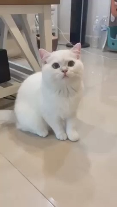 Cute funny kitties Laughing
