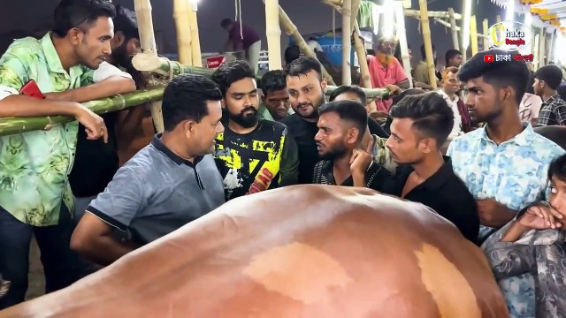 রিকশা চালকের অতি আদরের গরু জায়েদ খান কোরবানির গরু ২০২৪