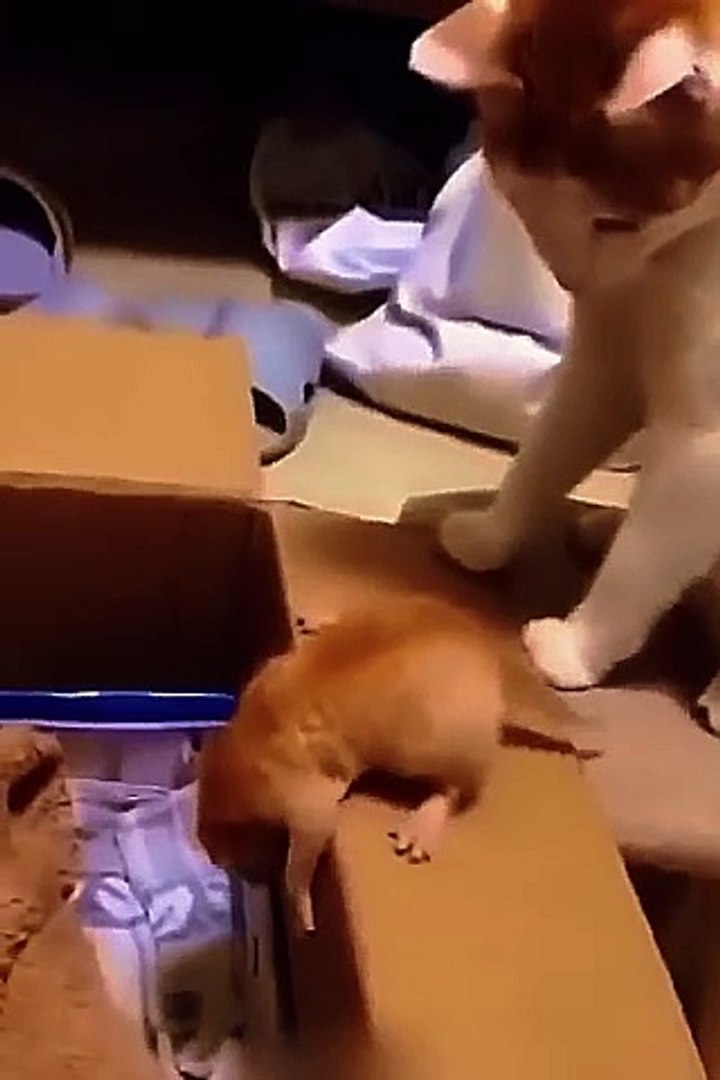 Entertainment / Funny Videos