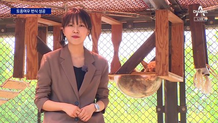 멸종위기 토종여우 7년 만에 번식 성공