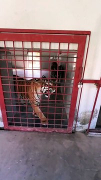 Bengal Tiger in Aggressive Mood #tiger #savetheanimals #automobile #savewild #car #animals #savewildlife #newcar #bigcat