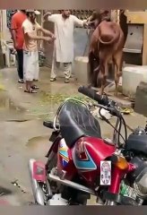 Funny (comedy videos belonging)