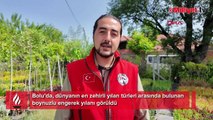 Yer: Bolu! Dünyanın en zehirli yılanı ile karşılaştılar