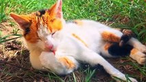 A cute cat cleans its hands