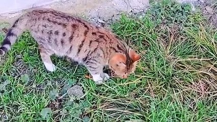 A very cute kitten is looking for something.