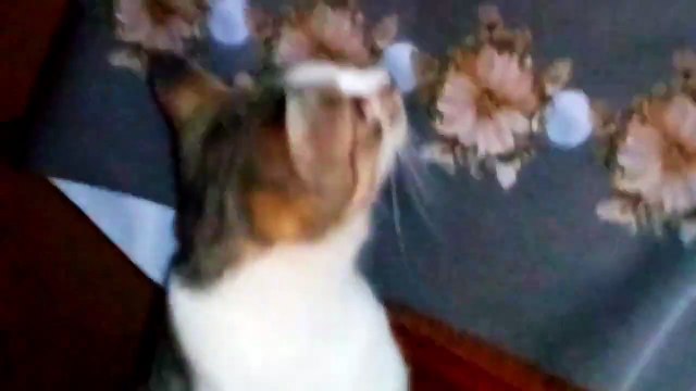 Cute baby kittens drinking milk. Baby kittens and mother cat.