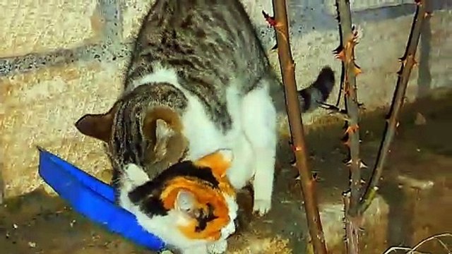 Mating of cute cats Very interesting mating video #streetcats #catmating #catvideos