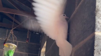 Stablehand's gentle hands bridge the gap between fragile fledgling and lofty nest