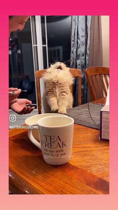 Funny cats  