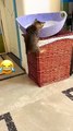 Furry Fun: Hilarious Cat Antics Very Funny